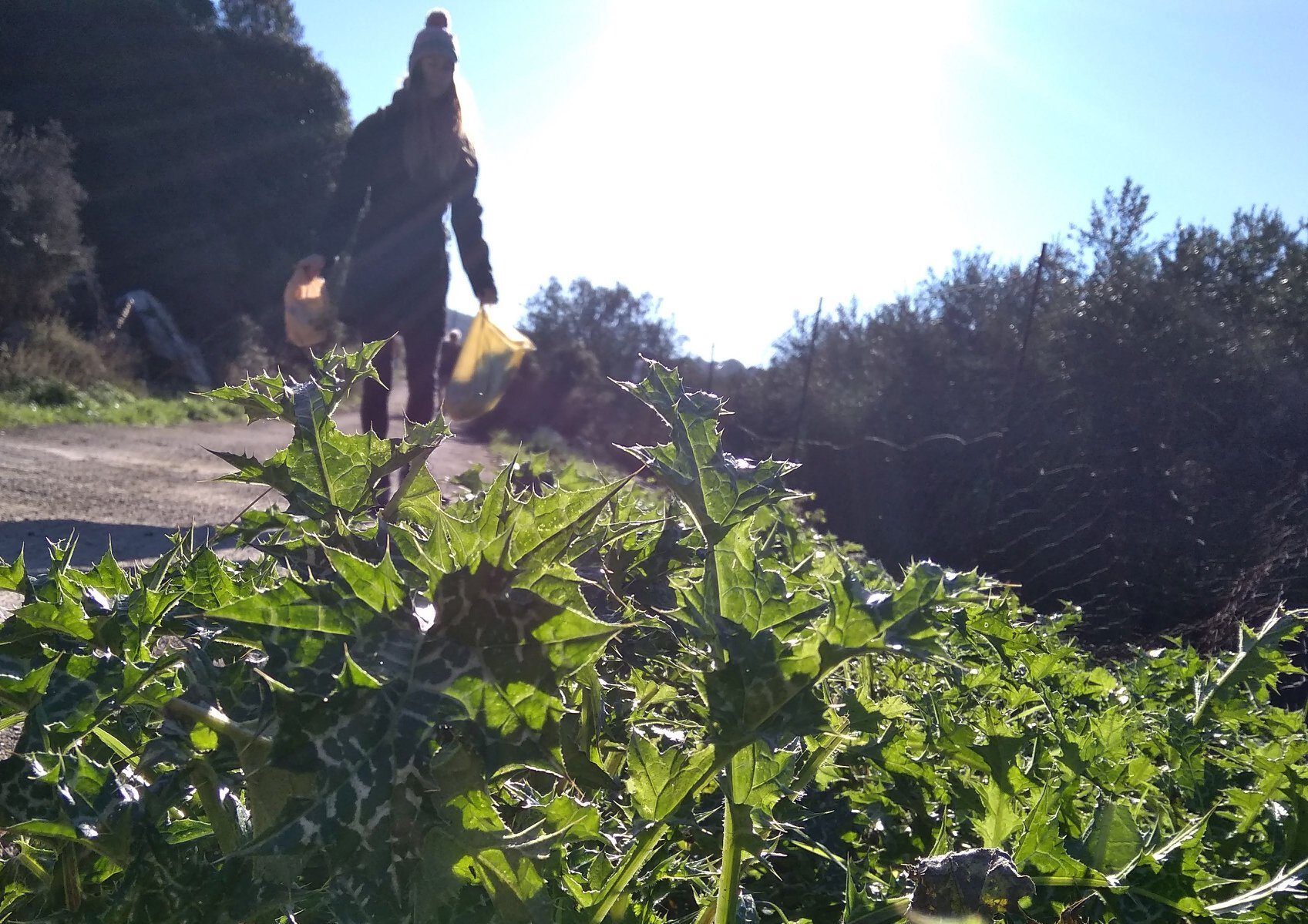 foraging wild plants