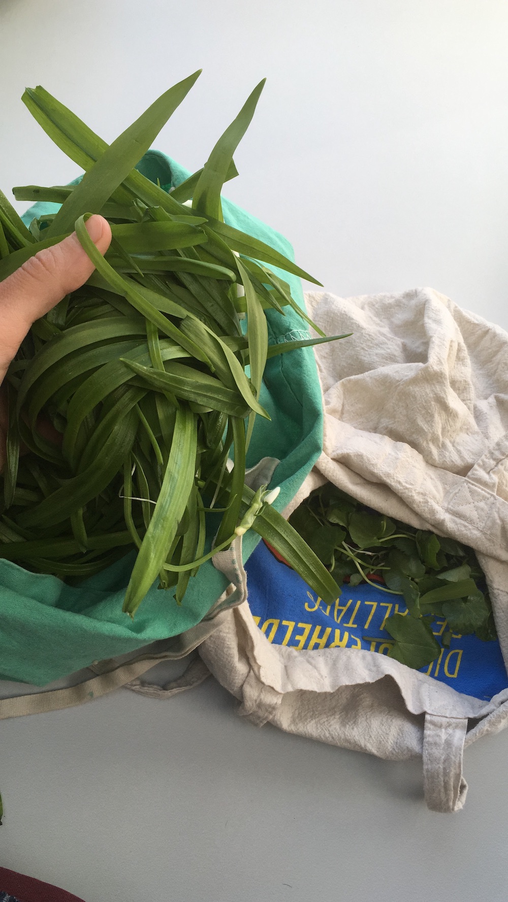 few-flowered leek foraged