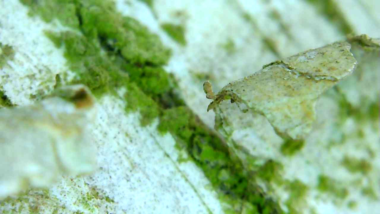green birch bark closeup