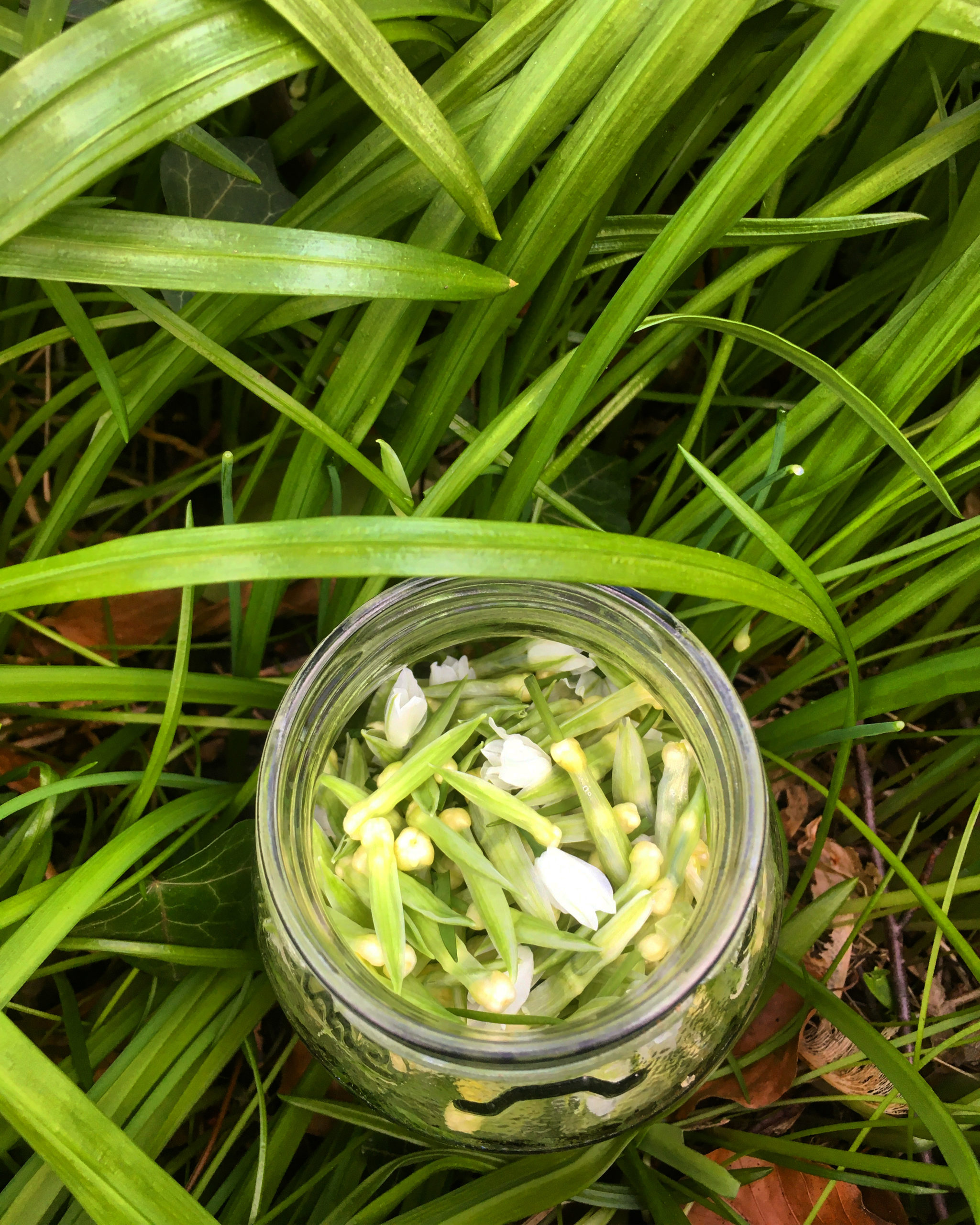 few-flowered leek bud