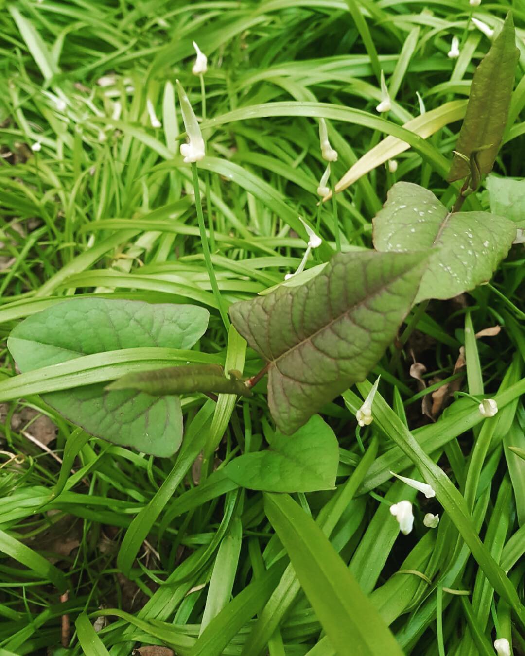 wild japanese knotweed