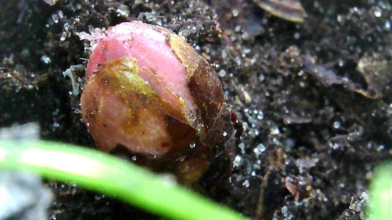 pink japanese knotweed bud closeup