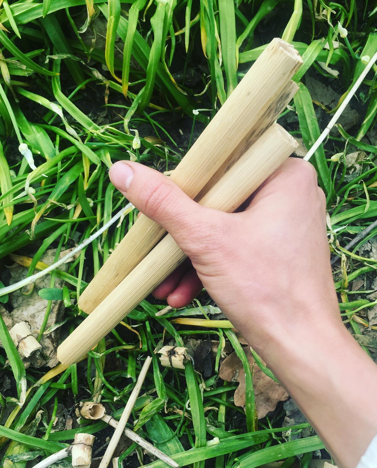 holding japanese knotweed straws