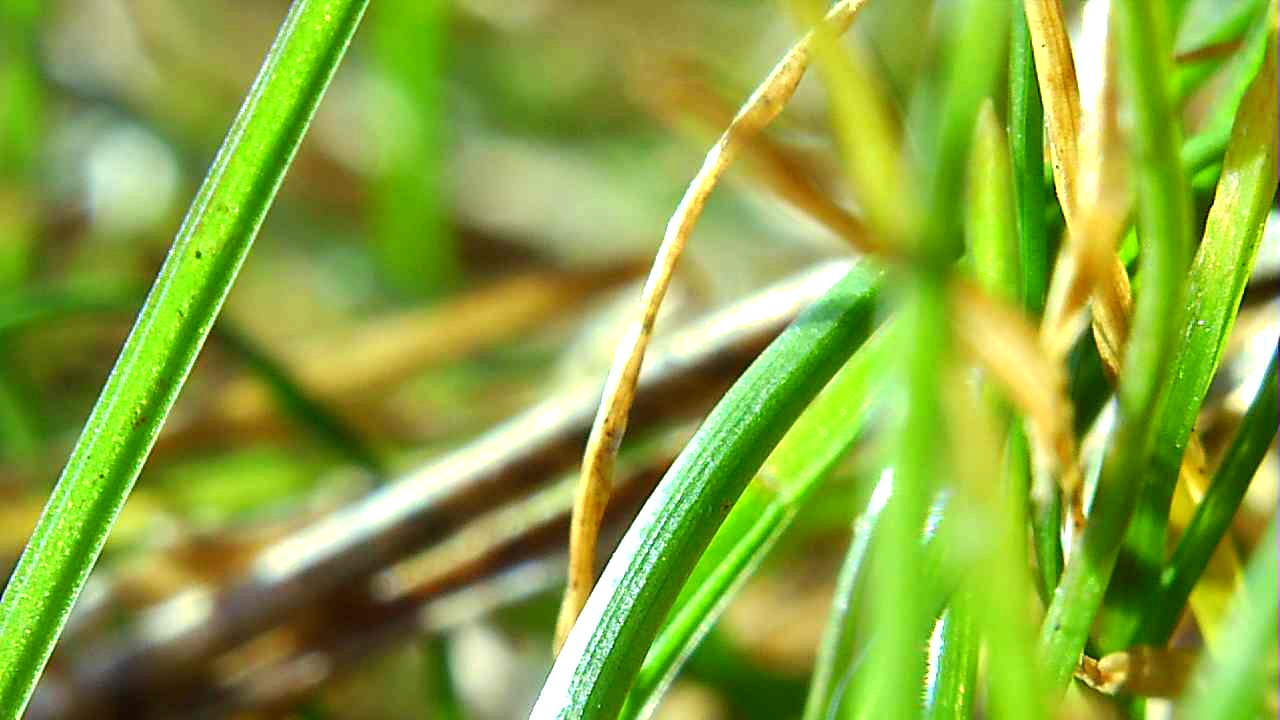 garden closeup