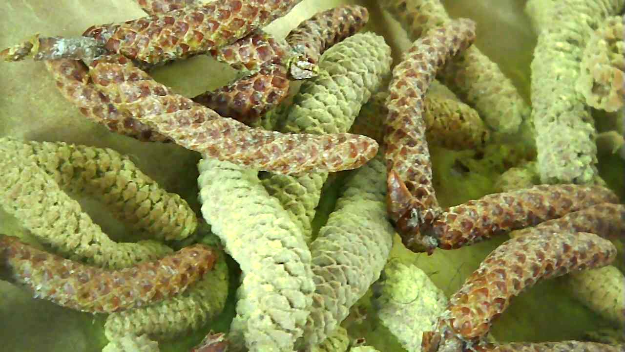 garden macro shot