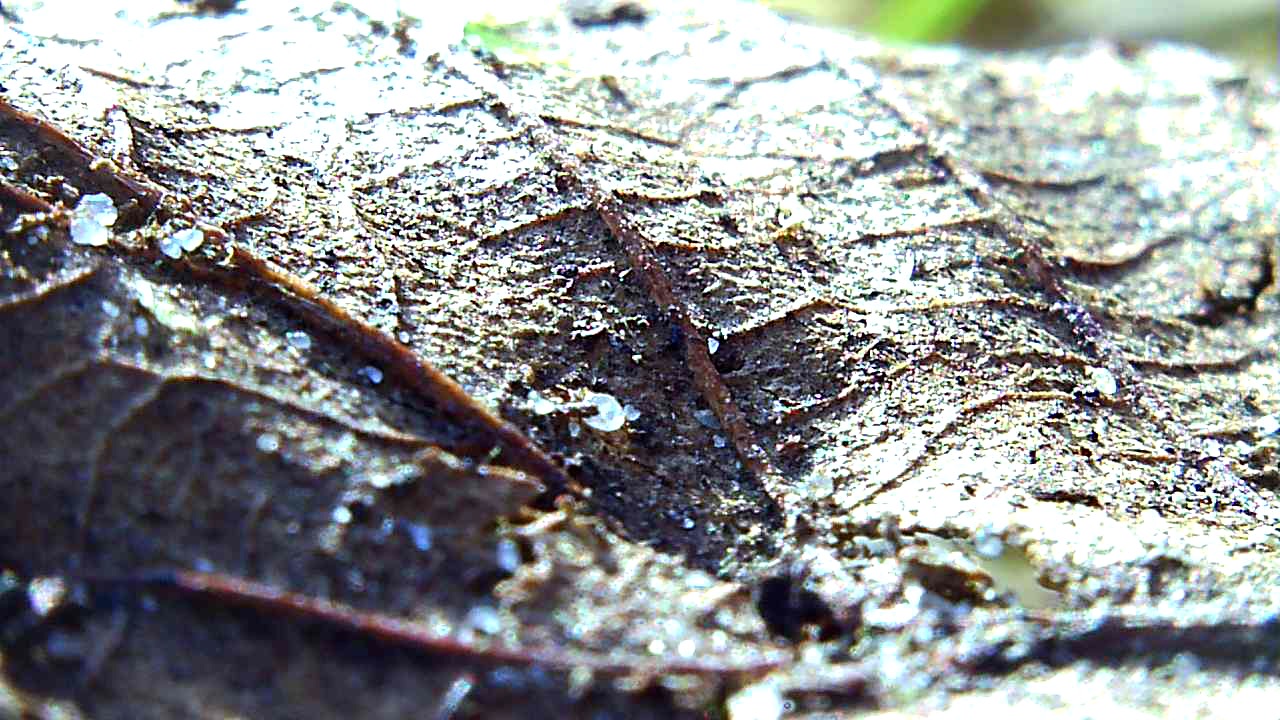 leaf macro