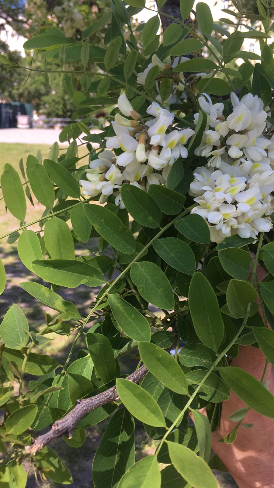 black locust