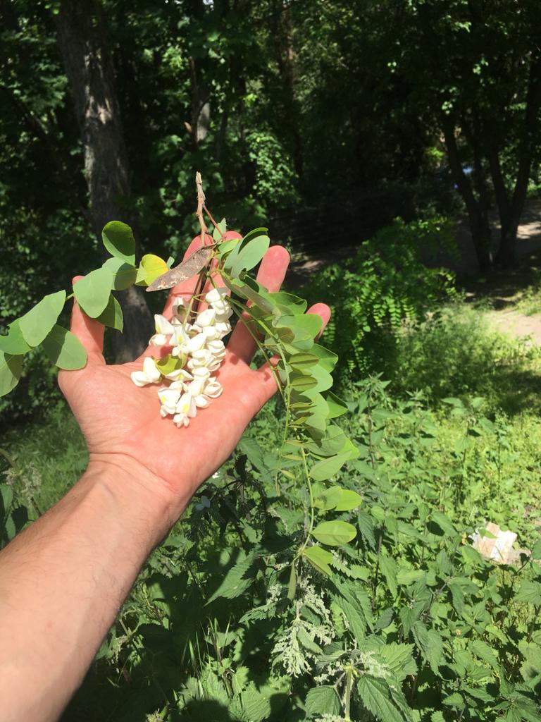 black locust