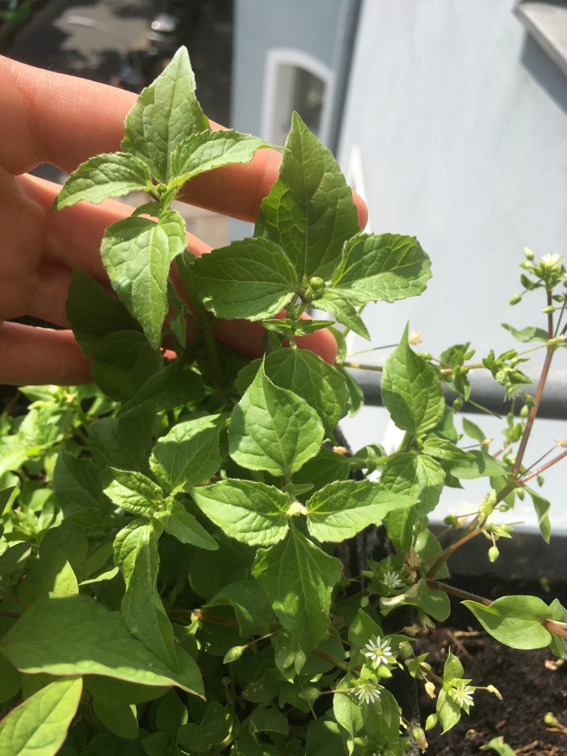 Gallant Soldier aka Quickweed | Foraging Edible Invasive Plants