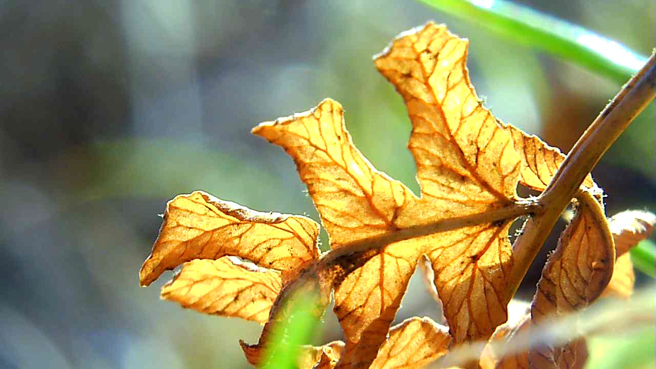 leaf in garden